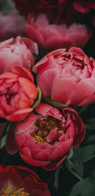 Скачать 800x1420 тюльпаны, цветы, букет, красные, красиво обои, картинки  iphone se/5s/5c/5 for parallax