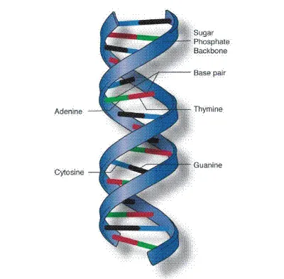 Как выглядит ДНК человека: фото под микроскопом — Блог MyGenetics