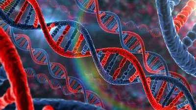 Репликация ДНК — Википедия