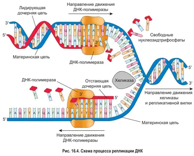 Биологи нашли в ДНК человека скрытый ретровирус - Российская газета
