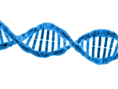 Модель ДНК 22 слоя