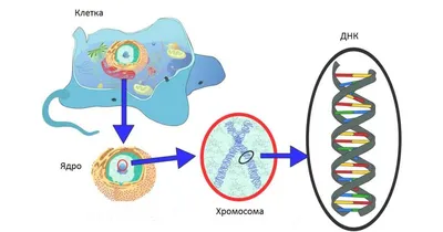 Ученые определили физический принцип «упаковки» ДНК внутри ядер клеток