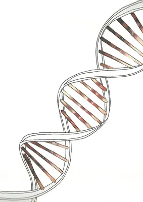 Сохранение ДНК | КриоРус