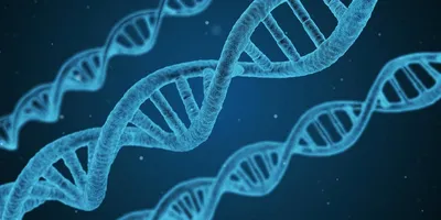 Открытие структуры ДНК (статья) | Академия Хана