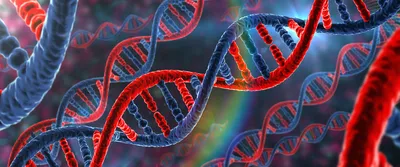 Простыми словами и сложном ДНК: что это такое, строение, влияние на  многообразие белков