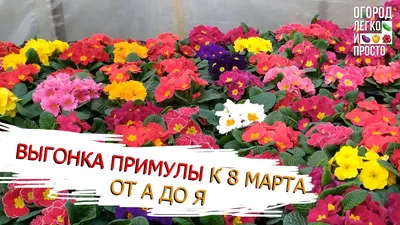 Скидки от 10 до 40% к 8 марта на SilverDiscount! - Новости от  интернет-магазина SilverDiscount.ru