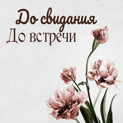 До встречи в книжном Ales, Оксана Багрий, Василий Ракша, Анви Рид, Саша  Степанова, Владимир Торин, Екатерина Шабнова, Евгения Штольц - купить книгу До  встречи в книжном в Минске — Издательство Манн, Иванов