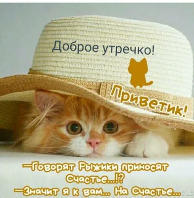 ДОБРОЕ УТРЕЧКО! 🌼 Пусть у вас всё будет зашибись! 😉✌️ #доброеутречко... |  TikTok