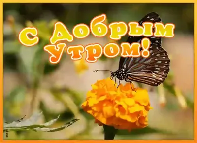 Доброе утро /Good morning - GIF АНИМАЦИЯ - Страна красоты Gif | Чашка кофе, Доброе  утро, Кофе