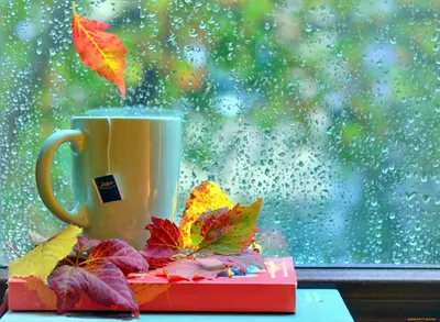 Пин от пользователя Katharina на доске Подруге | Летний дождь, Доброе утро,  Дождливые дни