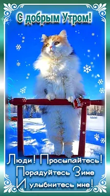 🎅 С ДОБРЫМ УТРОМ, ДРУЗЬЯ! 🎅 Взгляну в окно декабрьским утром А там...  Красавица-зима .. | ВКонтакте