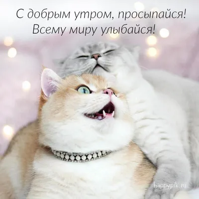 Шерлок Кот - Доброе утро)) Коты и кофе лучшее начало дня!... | Facebook