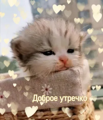 Котики | Доброе утро