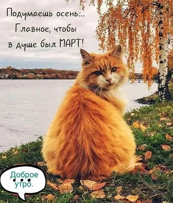 Любимый котик - 72 фото
