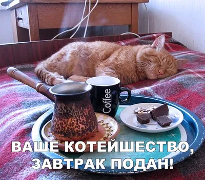 Доброе утро! 😊🐈🍳☕ #коты - zhirov - Sports.ru
