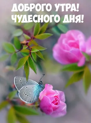 красивые открытки с цветами доброго утра｜Поиск в TikTok