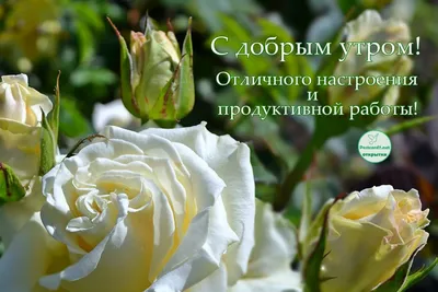 Цветы для ВАС. - Доброе светлое утро дорогие мои друзья!!! | Facebook