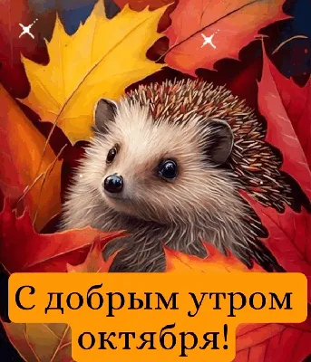 Москва FM on X: \"Доброе утро! 🍂 Тёплый октябрь продолжается: сегодня днём  до +13°С. ☔ Однако пасмурно и дождливо. Не забывайте зонтики. 💰 Курс валют  по ЦБ: $ – 64.07 ; € –