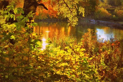 Осенние картинки с добрым утром: красивые и прикольные