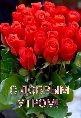 Pin by Tog on Доброе утро | Good morning flowers, Morning flowers, Flowers