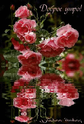 утро розы. доброе утро. чувствовать себя счастливым... многоцветочный  сад... Стоковое Изображение - изображение насчитывающей цветок, свеже:  220727803