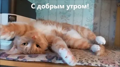 Купить Чехол с кошками доброе/недоброе утро 85х35 см - Gobelenka.ru