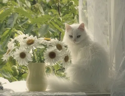 С Добрым Утром Хорошим днём! Февраль! Музыкальная открытка с котами -  YouTube