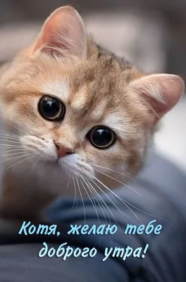 Открытка \"Доброе утро! Хорошего дня!\" с котом за оградой • Аудио от Путина,  голосовые, музыкальные