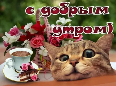 кошки доброе утро красивое видео｜Поиск в TikTok