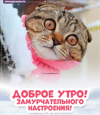 Котики | Доброе утро