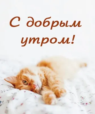 Доброе утро котенок открытка - 76 фото