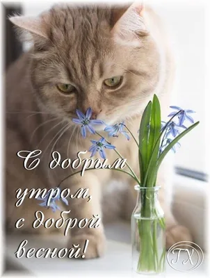 Весеннее 🍃🌞🌿 Утро доброе! | Котята, Милые котики, Смешные фотографии  кошек