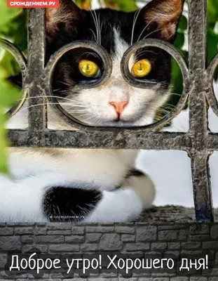 Мем \"доброе утро\" | Cute cats, Cute pictures, Animals