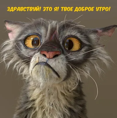 Смешная видео открытка с добрым утром — Slide-Life.ru