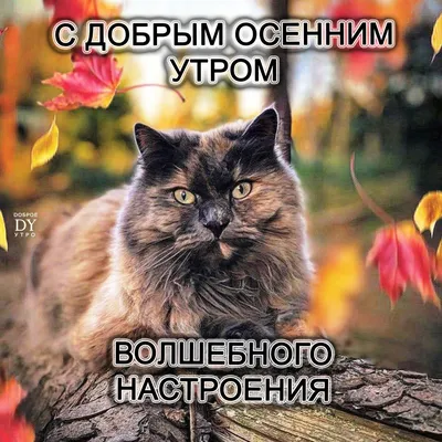 Доброе утро: смешные фото с надписями на разные темы - pictx.ru
