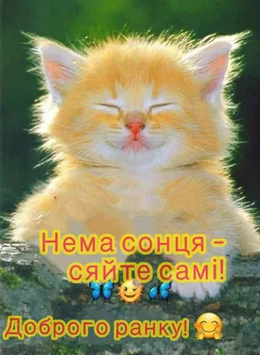 Pin by liubov on приколи | Good morning funny, Good morning greetings,  Funny inspirational quotes