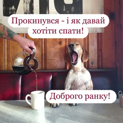Смішні картинки Доброго ранку | Humor, Animals, Dogs