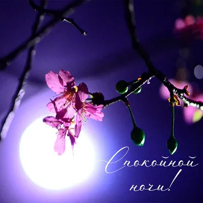 Открытки спокойной ночи с цветами - 71 фото