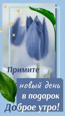 Доброе утро.ру | Morning greeting, Good morning, Greetings