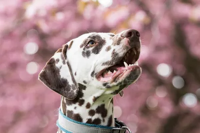 Далматинец собака , эстетично, красиво…» — создано в Шедевруме