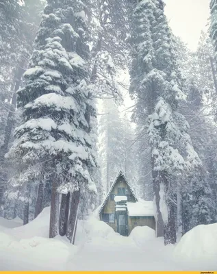 Домик в лесу зимой - 50 фото