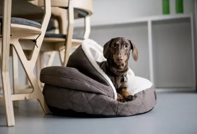 Домик для собаки купить в интернет-магазине «Центр Новинок» по низкой цене