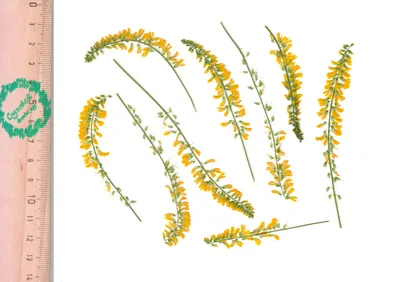 Семена донника желтого (двулетний) / Melilotus officinalis, ТМ OGOROD - 250  грамм купить недорого в интернет-магазине семян OGOROD.ua