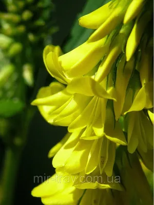 Плоские сухоцветы - Донник желтый для заливки смолой и рукоделия, 10 шт -  купить с доставкой по выгодным ценам в интернет-магазине OZON (1087459651)
