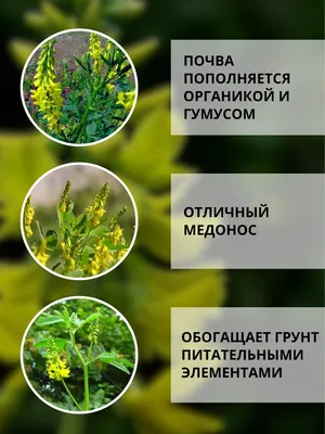 Фотокаталог растений: Донник лекарственный (Melilotus officinalis)