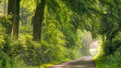 дорога в лес. красивые обои Стоковое Изображение - изображение  насчитывающей путь, безмятежность: 227212897