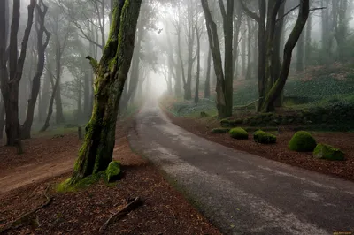 две грунтовые дороги в лесу возле деревьев Фон Обои Изображение для  бесплатной загрузки - Pngtree