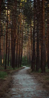 Обои дорога в лесу, дорога, лес, магистраль, растение для iPhone 6S+/7+/8+  бесплатно, заставка 1080x1920 - скачать картинки и фото