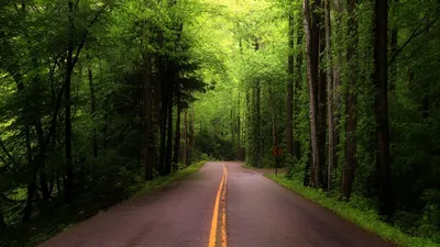 Фотообои Дорога в бамбуковом лесу купить на стену • Эко Обои