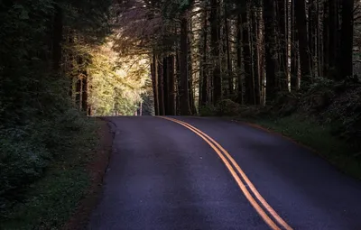 Обои дорога в лесу - 58 фото